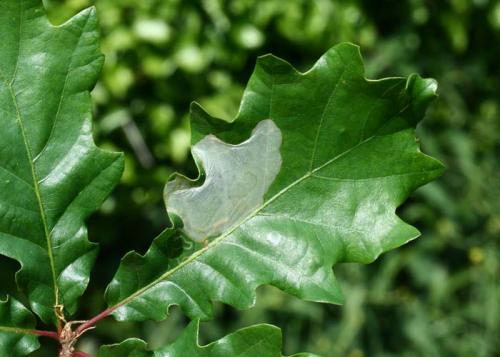 Acrocercops brongniardella