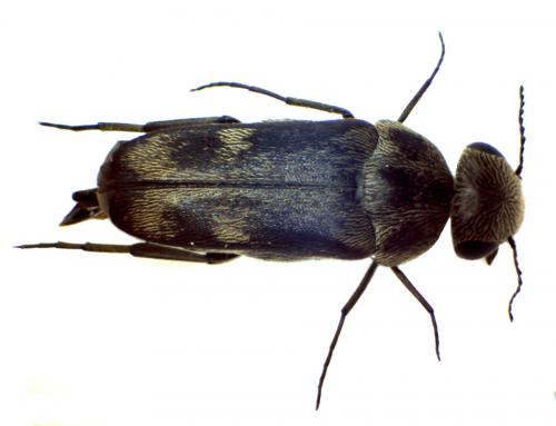 Tomoxia bucephala