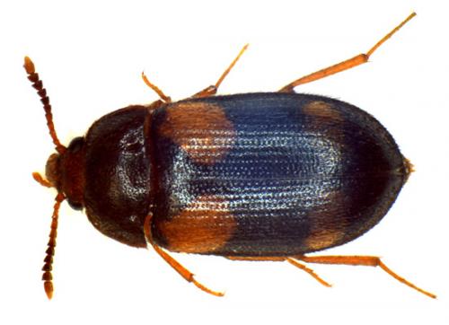 Mycetophagus quadripustulatus