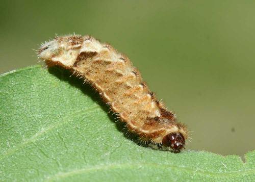 Réf. 18 892 : Favonius quercus