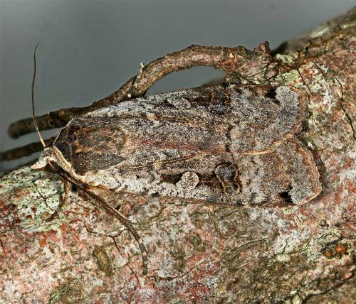 Noctua pronuba