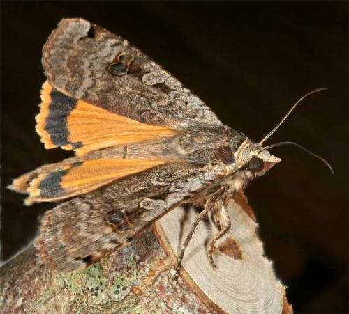 Noctua pronuba