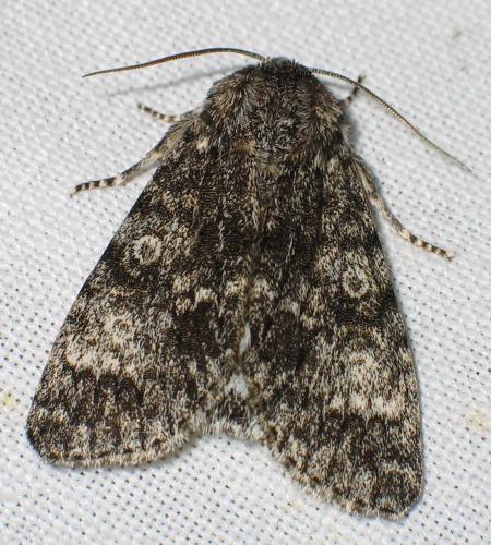 Réf. 18 625 : Subacronicta megacephala