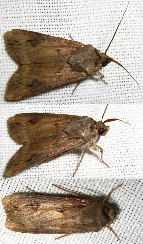 Réf. 18 213 : Agrotis ipsilon