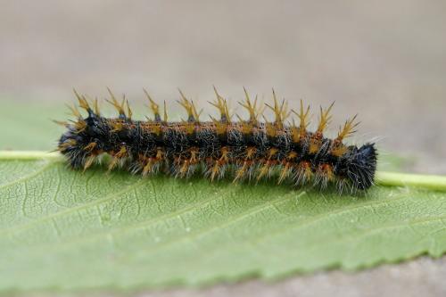 Nymphalis polychloros