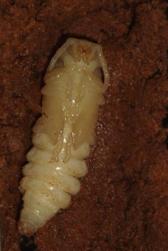 Tragosoma depsarium