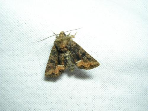 Réf. 18 562 : Oligia latruncula