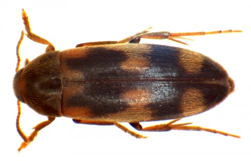 Orchesia fasciata