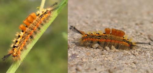 Orgyia recens