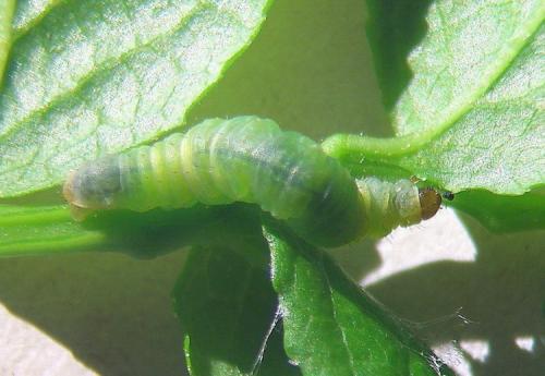 Pasiphila debiliata