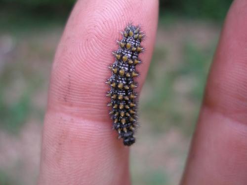 Melitaea sp.