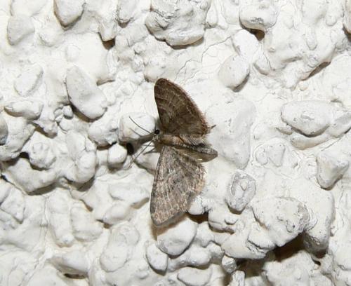 Réf. 18 194 : Eupithecia haworthiata