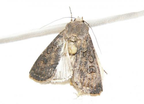Réf. 18 145 : Agrotis segetum