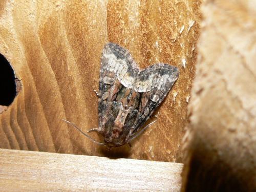 Oligia versicolor