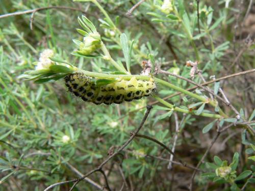 Zygaena sp.