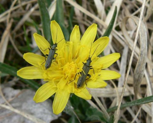 Oedemera sp.