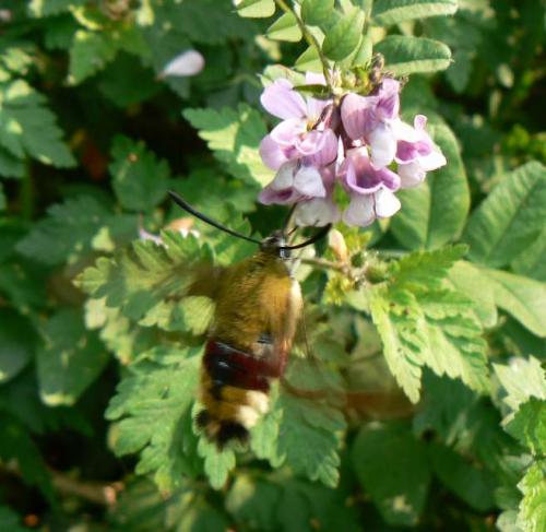 Hemaris fuciformis