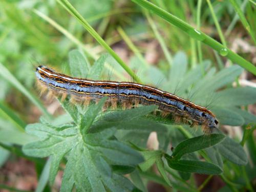 Malacosoma neustria