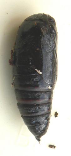 Lacanobia oleracea