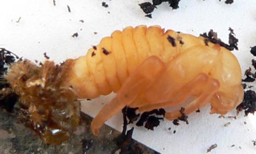 Hoplia philanthus