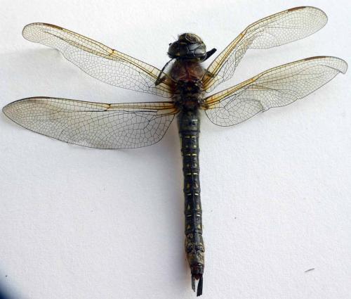 Brachytron pratense
