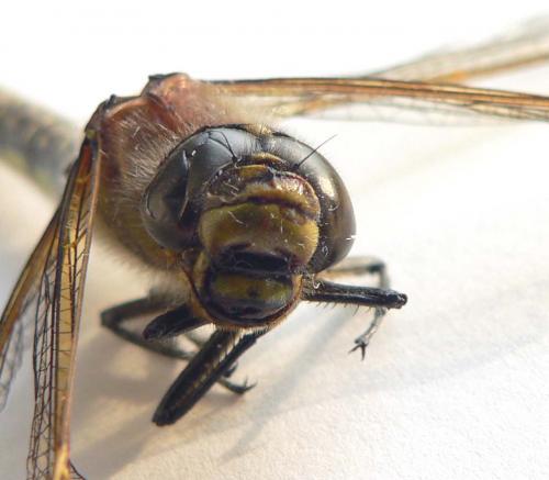 Brachytron pratense