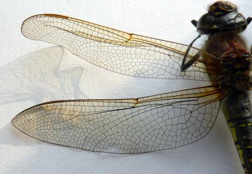 Brachytron pratense