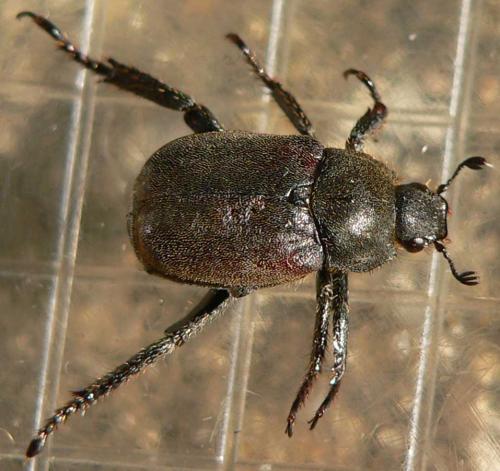 Hoplia philanthus