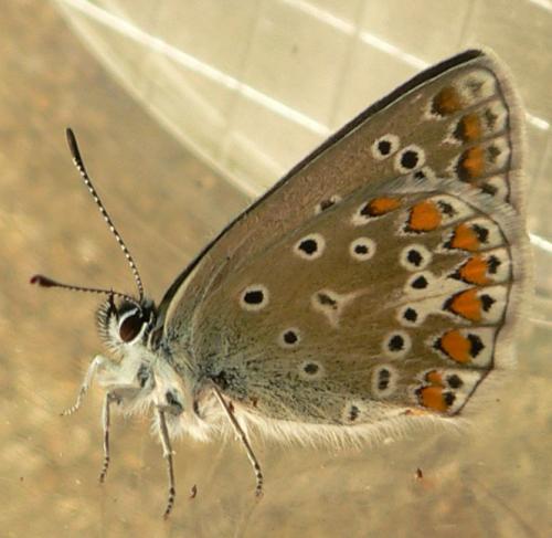 Polyommatus icarus