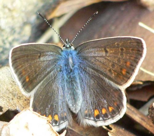 Polyommatus icarus