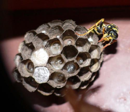Polistes dominula
