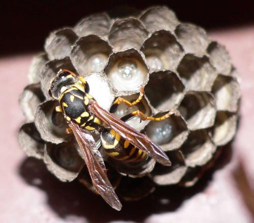 Polistes dominula