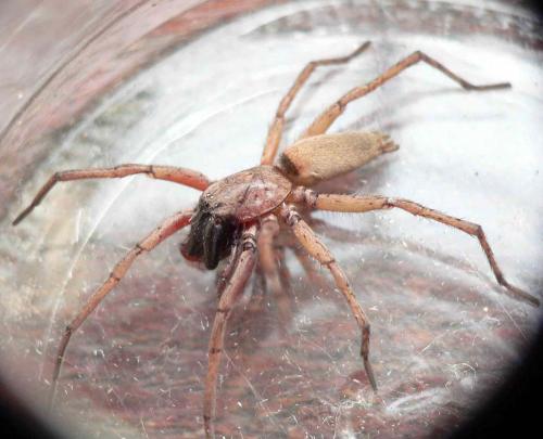 Drassodes sp.