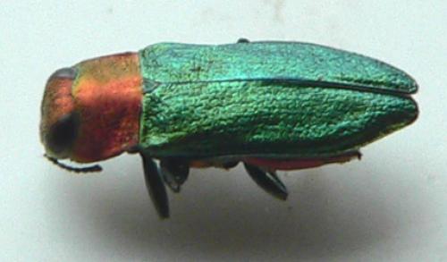 Réf. 18 484 : Anthaxia nitidula