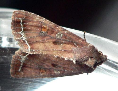 Lacanobia oleracea