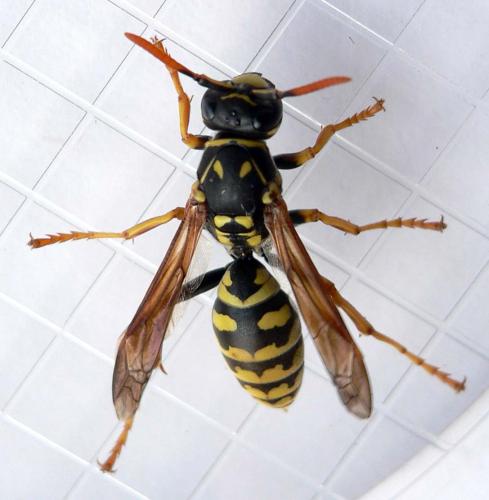 Polistes dominula