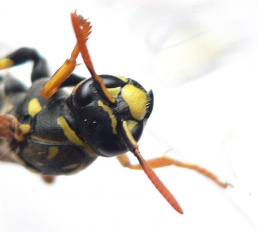 Polistes dominula