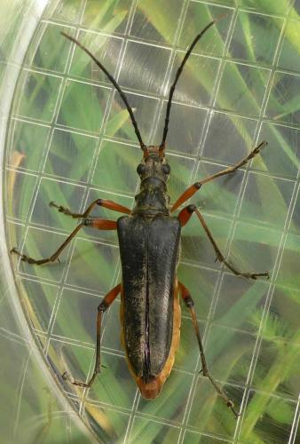 Réf. 18 883 : Stenocorus meridianus