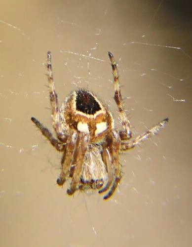 Agalenatea redii