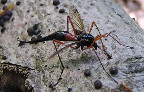 Tanyptera atrata