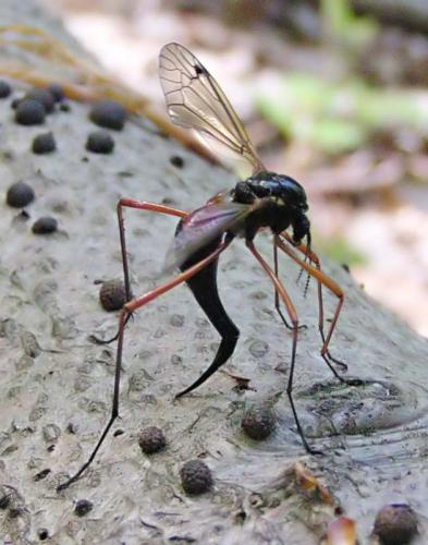 Tanyptera atrata