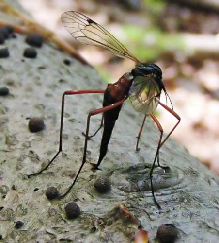 Tanyptera atrata