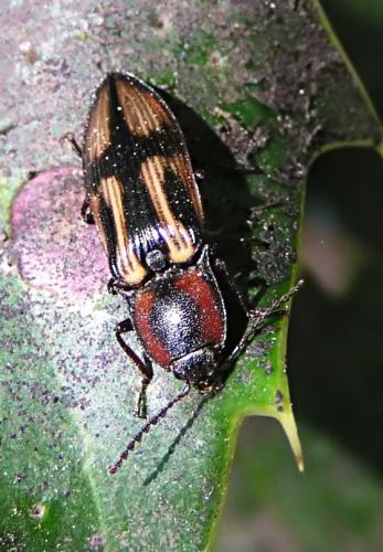 Selatosomus cruciatus