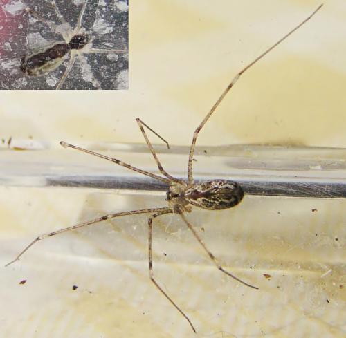 Holocnemus pluchei