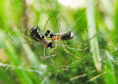 Neriene radiata