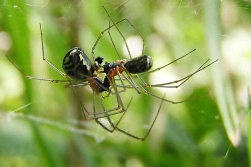 Neriene radiata