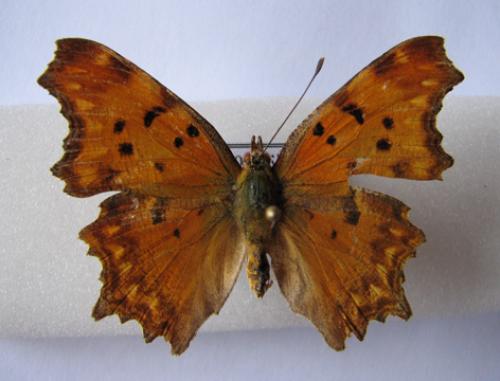 Polygonia egea