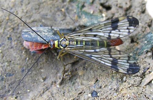 Panorpa communis