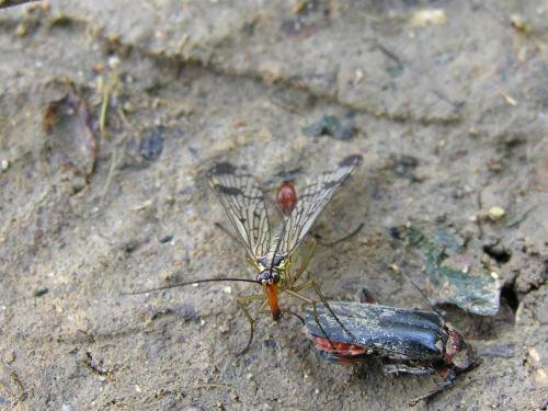 Panorpa communis