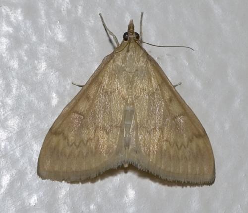 Réf. 18 773 : Ostrinia nubilalis